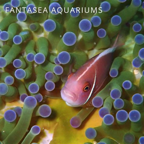 9 Popular Types of Clownfish For Your Reef Tank - Maryland Aquarium ...