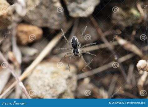 Black Wolf Spider, Trochosa Sp, Satara, Maharashtra Stock Image - Image ...