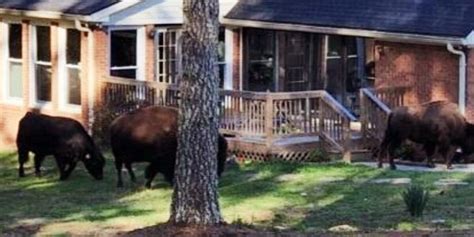 Rapper Rick Ross’ buffaloes escape, roam neighborhood