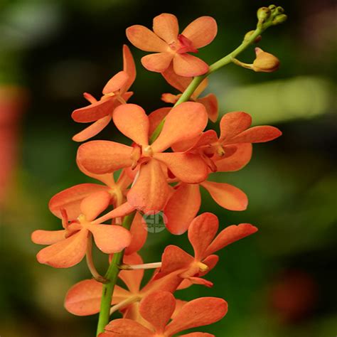 Mokara Orchid Plant Bangkhuntien Gold - Top Cutting Small