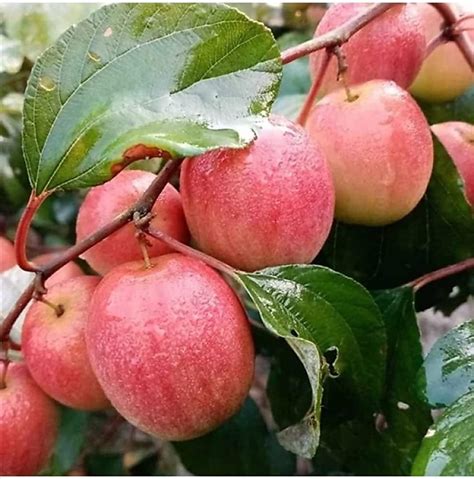 Green Horizon® MISS INDIA APPLE BER, ZIZIPHUS MAURITIANA,INDIAN JUJUBI ...