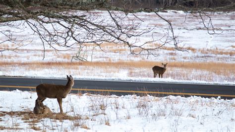 How Long Do Deer Live? | Outdoor Life