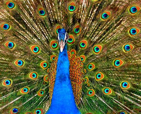 karnala bird sanctuary