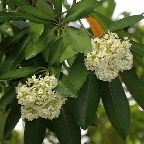 Saptaparni (Alstonia scholaris) – Highly Fragrant Flowering Live Plant ...