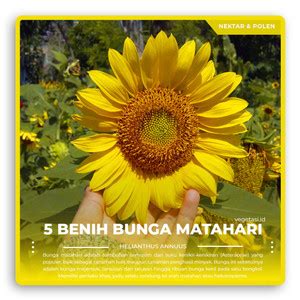 Jual 50 Biji Benih Bunga Matahari GRADE A Siap Semai pakan lebah ...