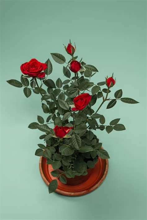 How To Take Care For Rose Plants: Complete 7-Step Guide | Herzindagi
