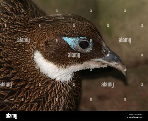 Close-up portrait of a Female Himalayan monal pheasant (Lophophorus ...