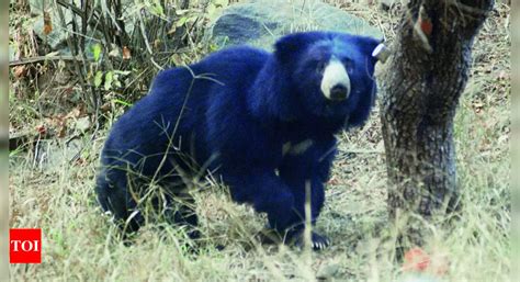 Sloth Bear: Sloth Bear Reintroduction Program Falters in Sariska Tiger ...