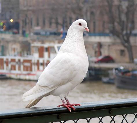 10 Birds That Are WHITE in South Carolina! (ID Guide) - Bird Watching HQ