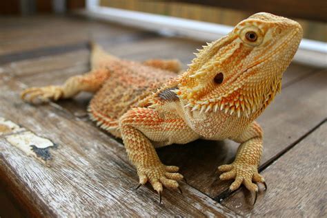 Bearded Dragon Wallpapers - Top Free Bearded Dragon Backgrounds ...
