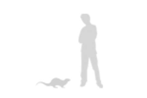 Giant River Otter Size Comparison