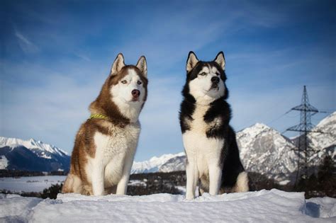 Siberian Husky – GoofyTails