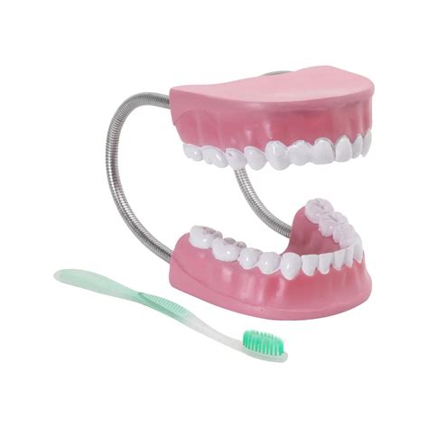 Buy Dental Care Model – Oral Hygiene Demonstration Tool for Students