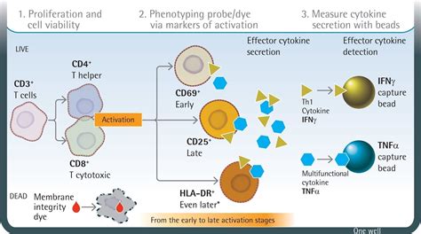 Cytotoxic T-cell Activation 的图像结果