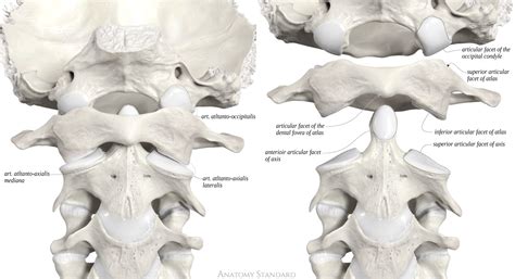Anatomy Standard - Drawing Atlanto-occipital and atlanto-axial joints ...