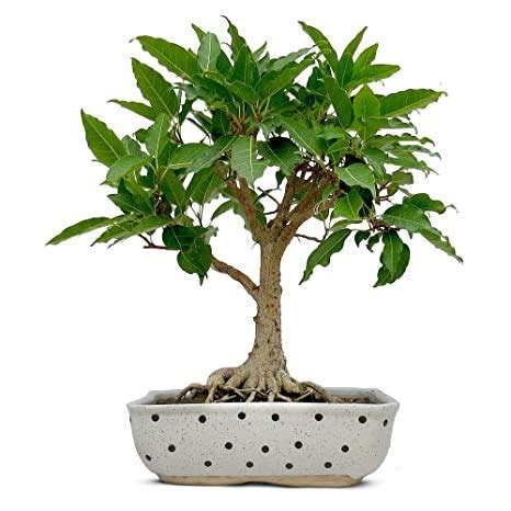 Roohi Plant Pilkhan Herb Plant with Pot Pack 1 : Amazon.in: Garden ...