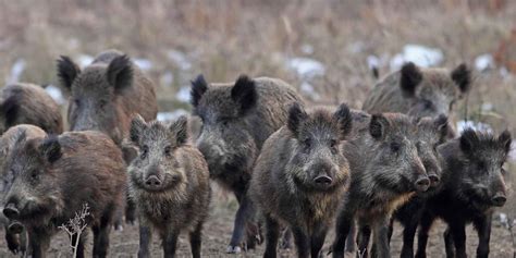 Feral Hogs | Georgia Department of Agriculture