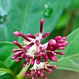 Xiaomi 14 (Black, 12GB RAM, 512GB Storage) | 50MP Leica Professional ...