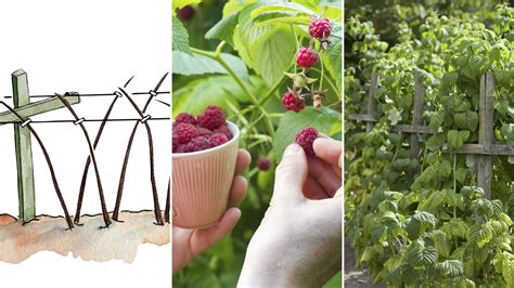 Image result for Easy DIY Raspberry Support