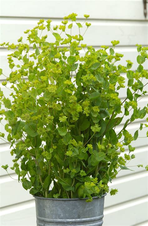 BUPLEURUM rotundifolium Green Gold - Muller Seeds