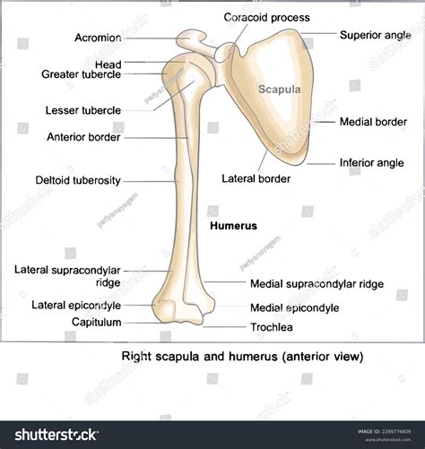 Scapula And Humerus Bone at Sebastian Flack blog