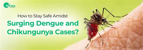Top 7 Preventive Measures for Dengue and Chikungunya | HiCare