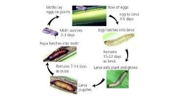 Krishi Gyaan - Life cycle of maize stem borer - Agrostar
