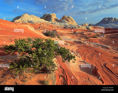 White Pocket in the Vermilion Cliffs National Monument, Arizona Stock ...