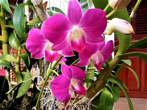 Orchids: The Ultimate Beautiful Indoor Plant | Heavenly Orchids