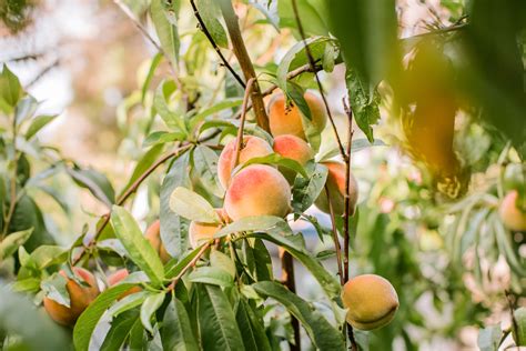 How to Grow and Care for Peach Trees