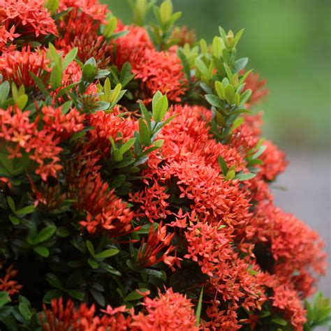 Ixora - Red Mini Dwarf - Hybrid Flower Plant – M-Tech Gardens