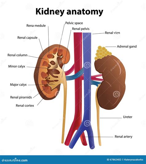 Riñones Anatomia Externa | Riñones: Anatomía – QZLIL
