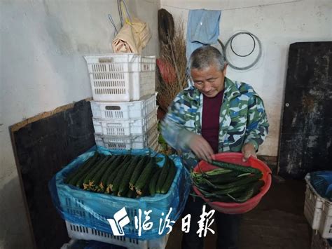 过年不闲！临汾这儿的菜农忙着挣钱_经济社会_霍州市融媒体中心信息网