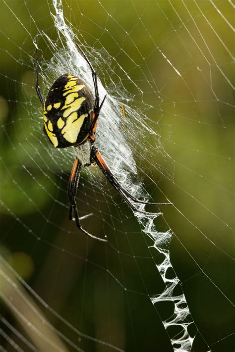 Black and Yellow garden spider (Argiope aurantia) : r/spiders