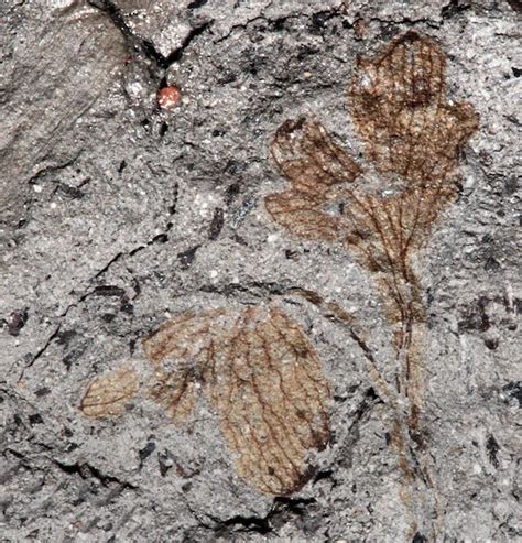 北美最古老的双子叶开花植物化石被发现_科技_腾讯网