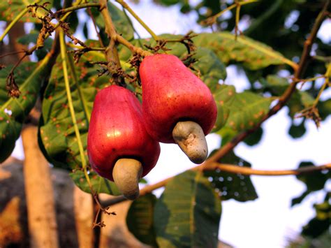 Cashews In Spanish Venezuela at Brock Clemes blog