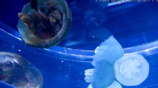 Image result for SQL Set