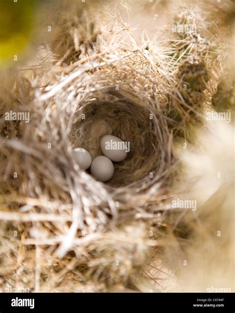 Wren eggs hi-res stock photography and images - Alamy