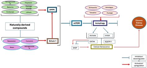The Potential of Naturally Derived Compounds for Treating Chronic ...