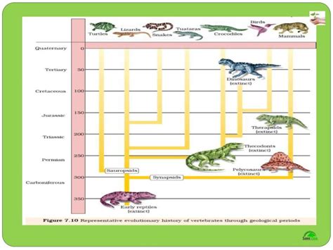 Evolution Level Class 7 的图像结果