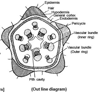 Anatomy of Monocot and Dicot Stem - Biology for JAMB PDF Download