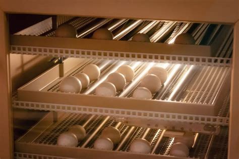 Bird Egg Identification: A Guide to Shapes, Sizes, Colors, and Nesting ...