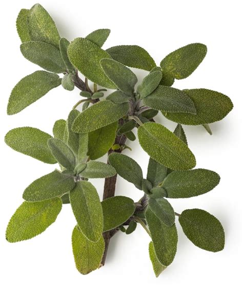Sage