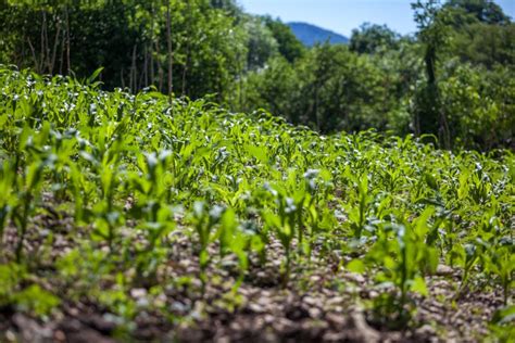 Image result for Small Corn Field