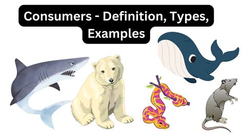Pyramid of Numbers - Definition, Types, Importance, Examples - Biology ...
