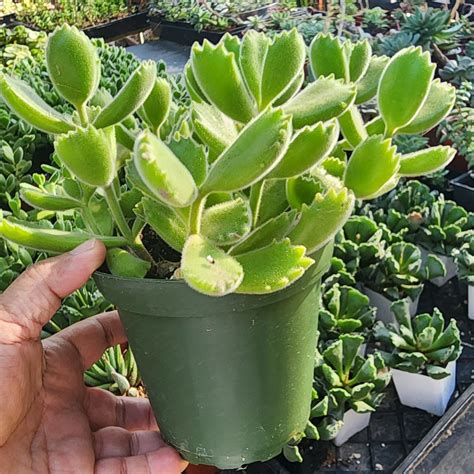 Flowering Air Plants 的图像结果