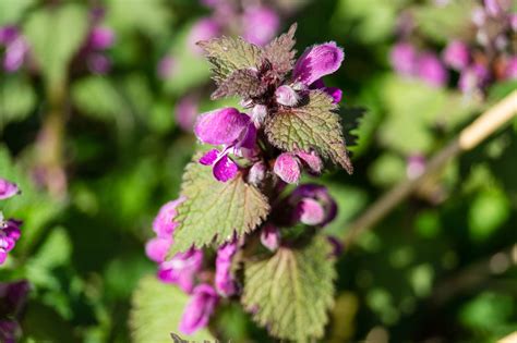 https://melissaknorris.com/wp-content/uploads/2022/03/Purple-Dead-Nettle_MKN.jpg?utm_source=chatgpt.com