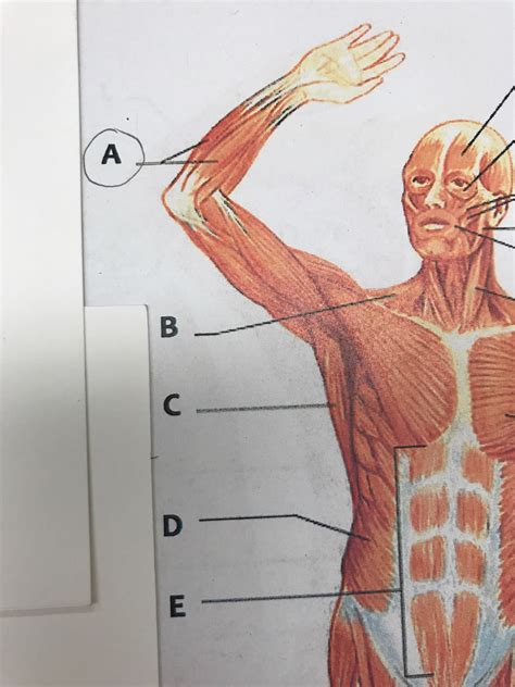 Muscle Anatomy Flash Cards at Amanda Castillo blog