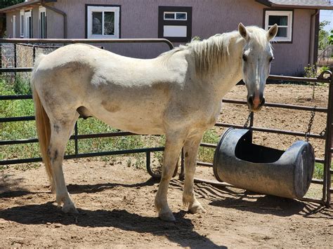 26+ Mustang Horses for Sale in United States | $600 – $7,000