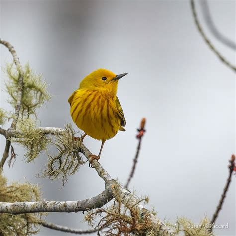 PCT/HCT Foss Woods Birding Class with Peter Trull, Snail Rd ...
